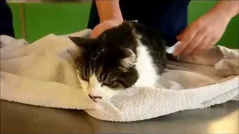 EC 1-6 Handling aggressive cat