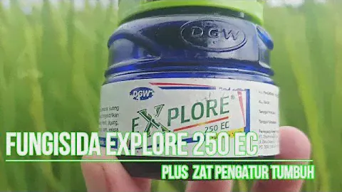 FUNGISIDA EXPLORE 250 EC, MANFAAT SERTA CARA APLIKASI